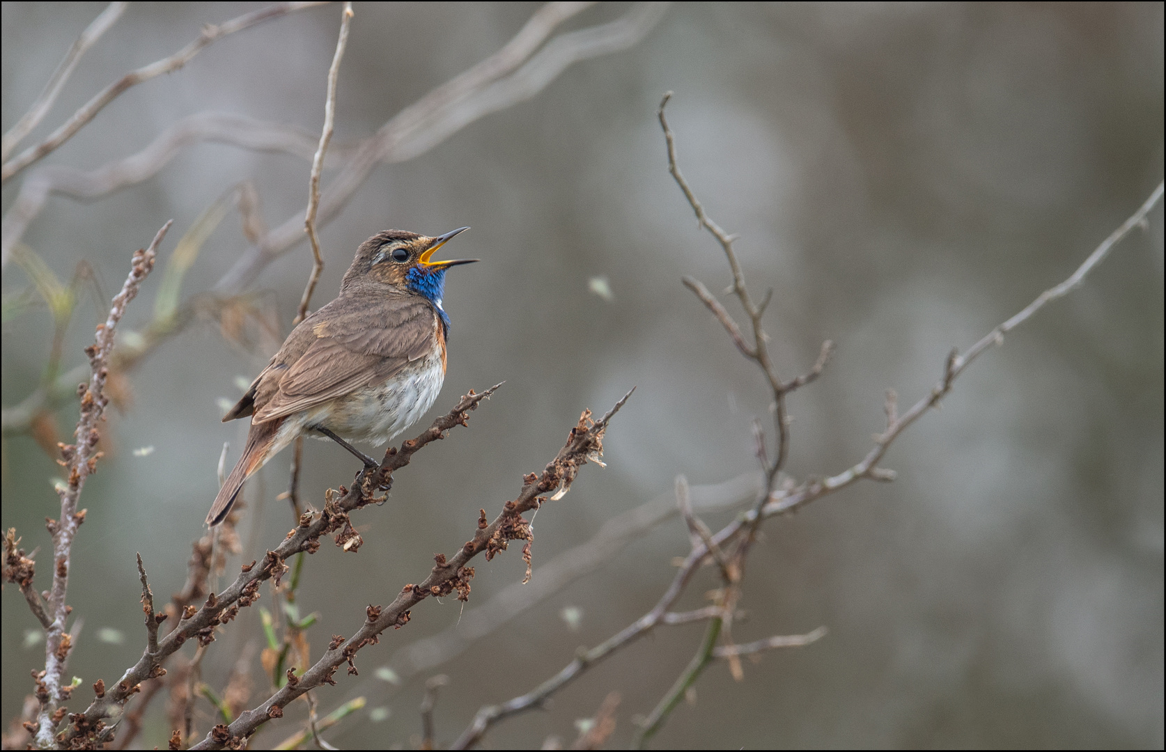 Blaukehlchen