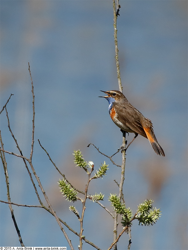 Blaukehlchen