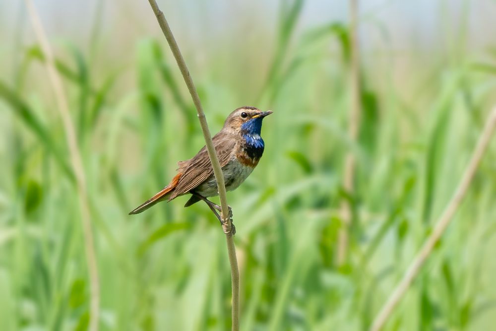 Blaukehlchen