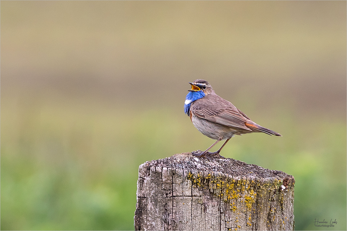 Blaukehlchen