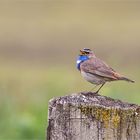 Blaukehlchen