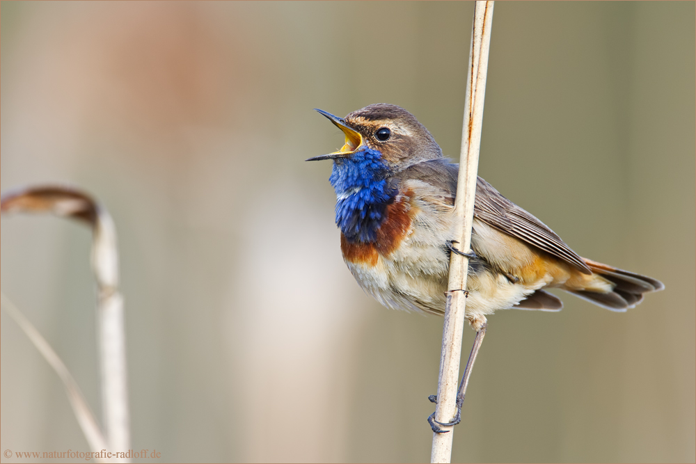 ~Blaukehlchen~