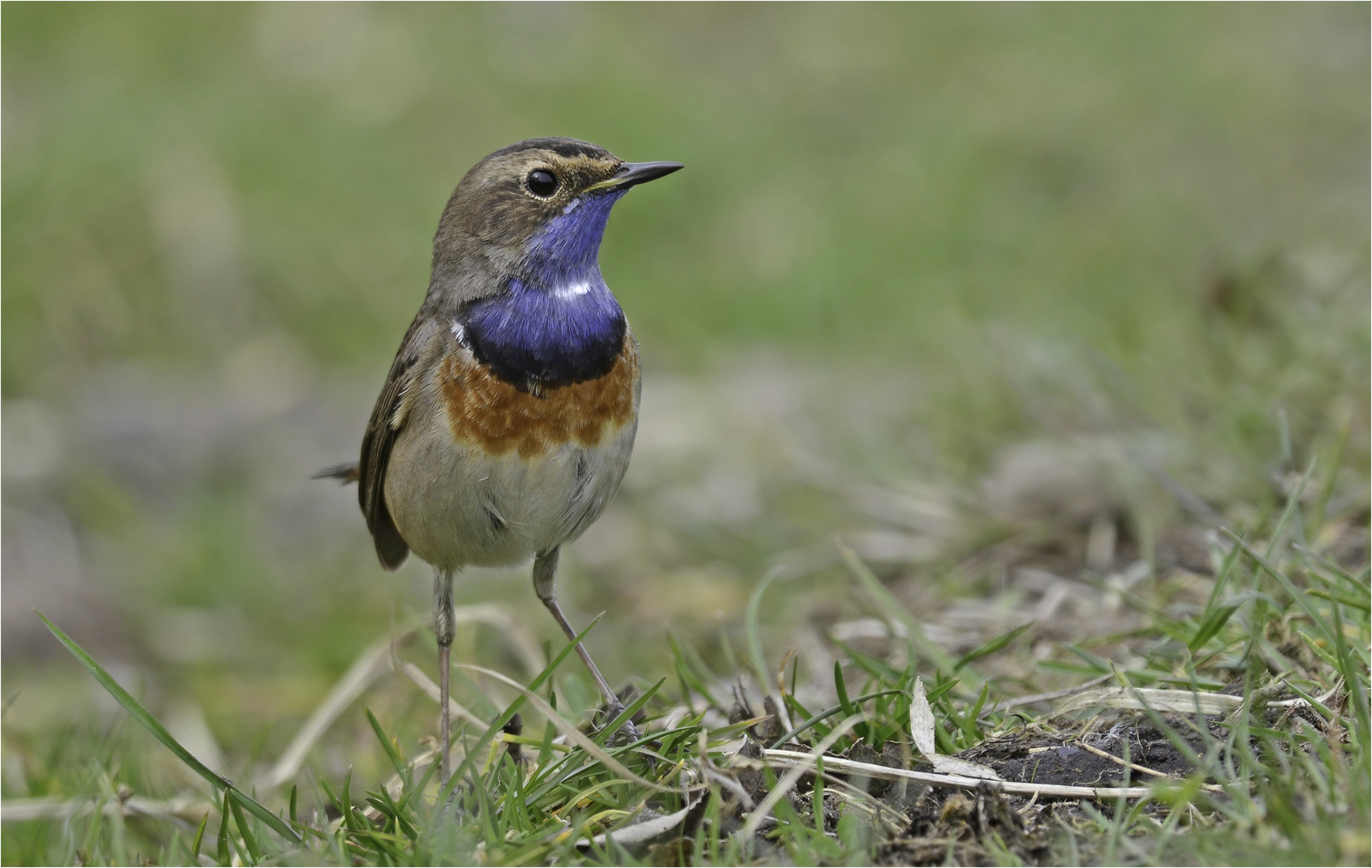 Blaukehlchen 