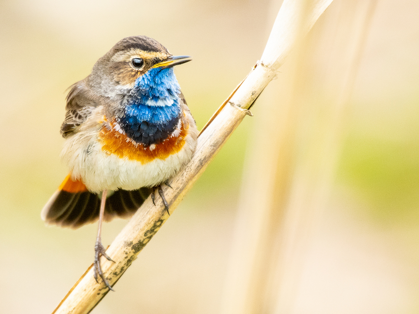 Blaukehlchen