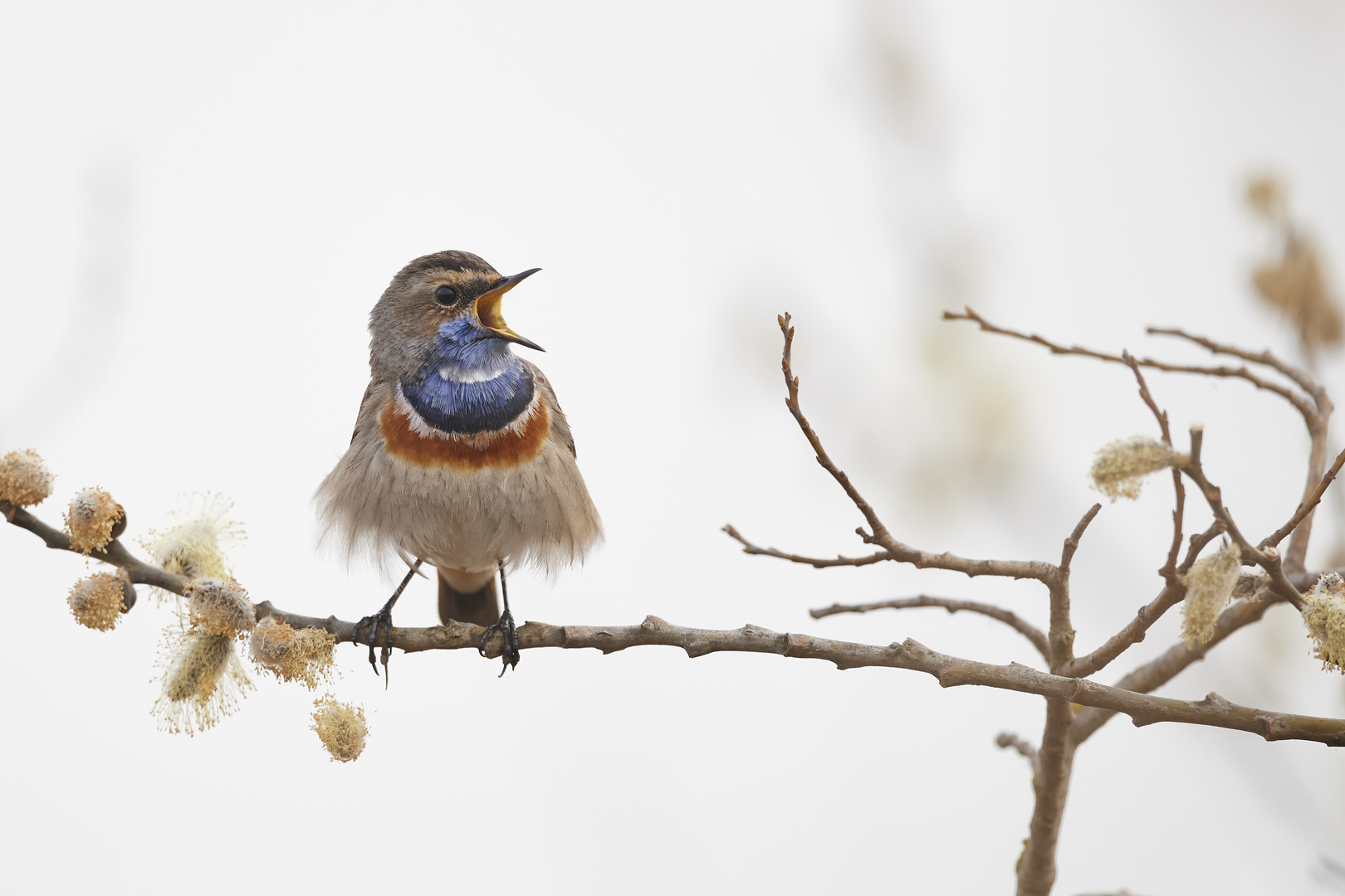 Blaukehlchen 