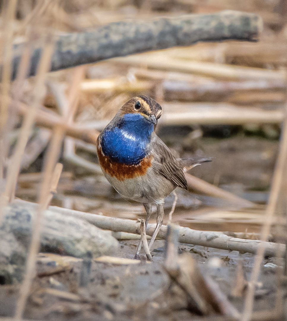 Blaukehlchen