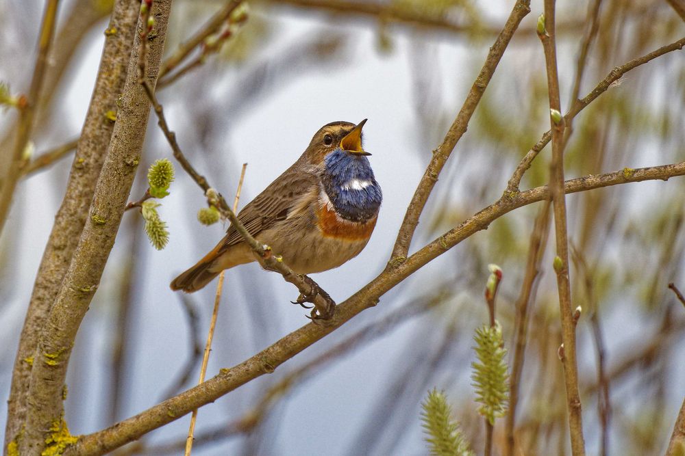 Blaukehlchen