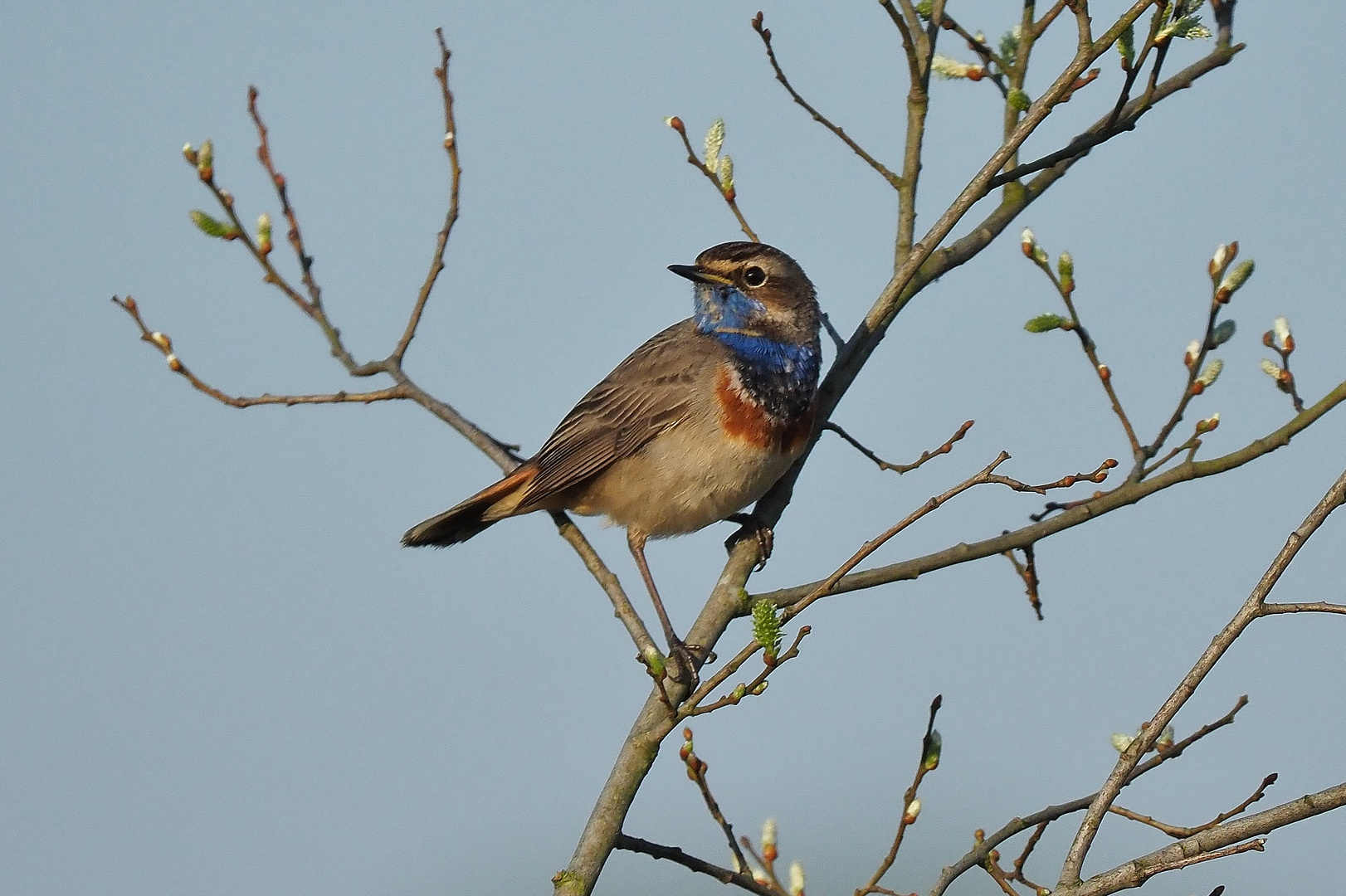 Blaukehlchen