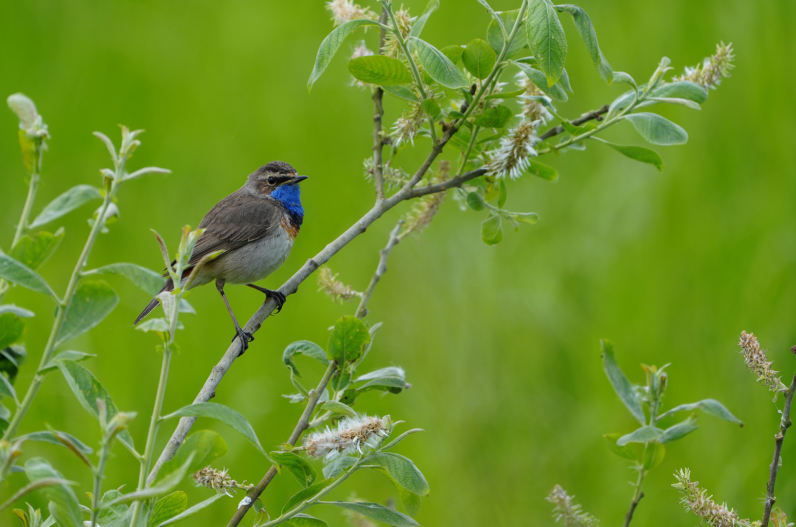 Blaukehlchen 1