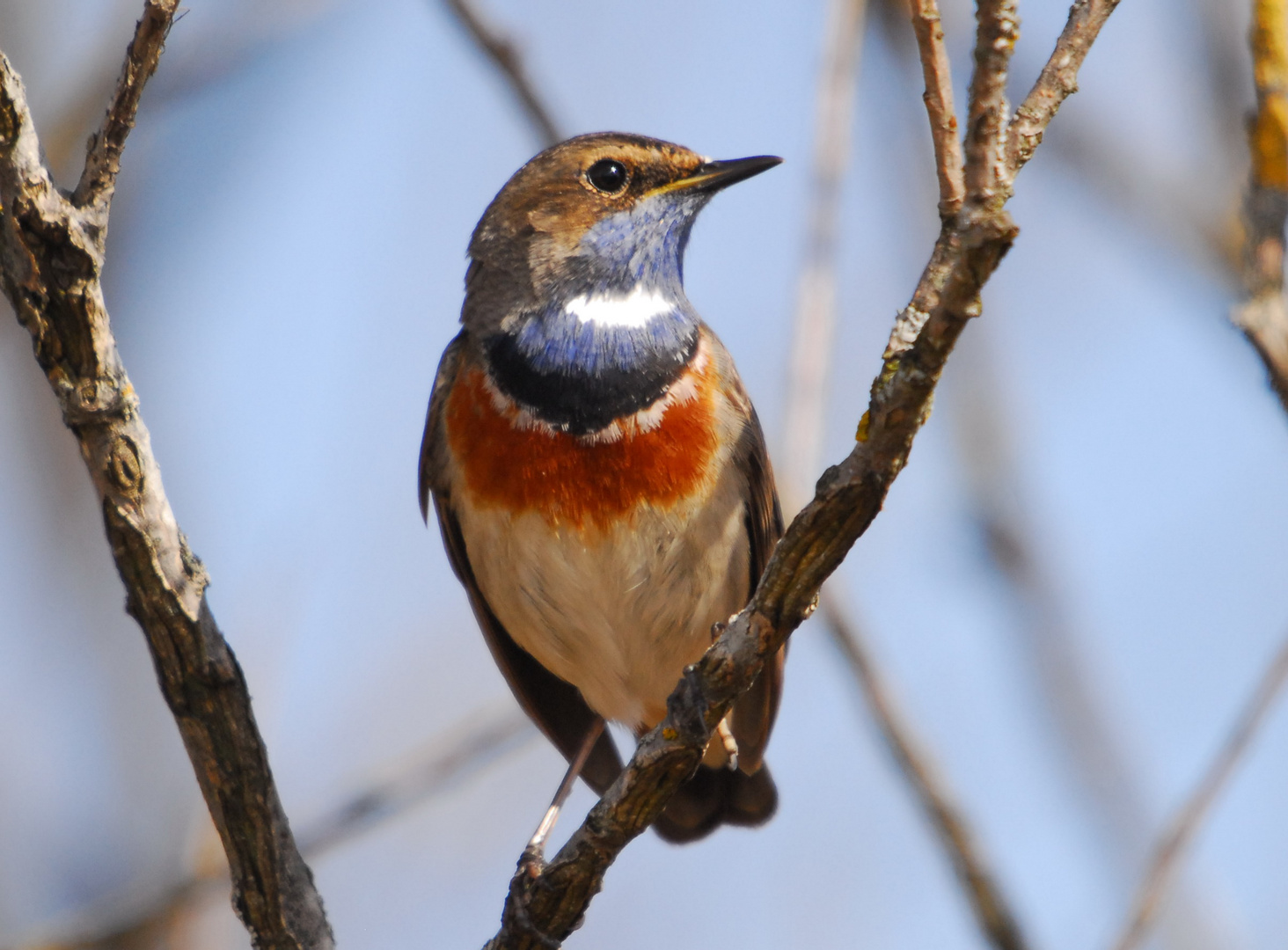 Blaukehlchen 1