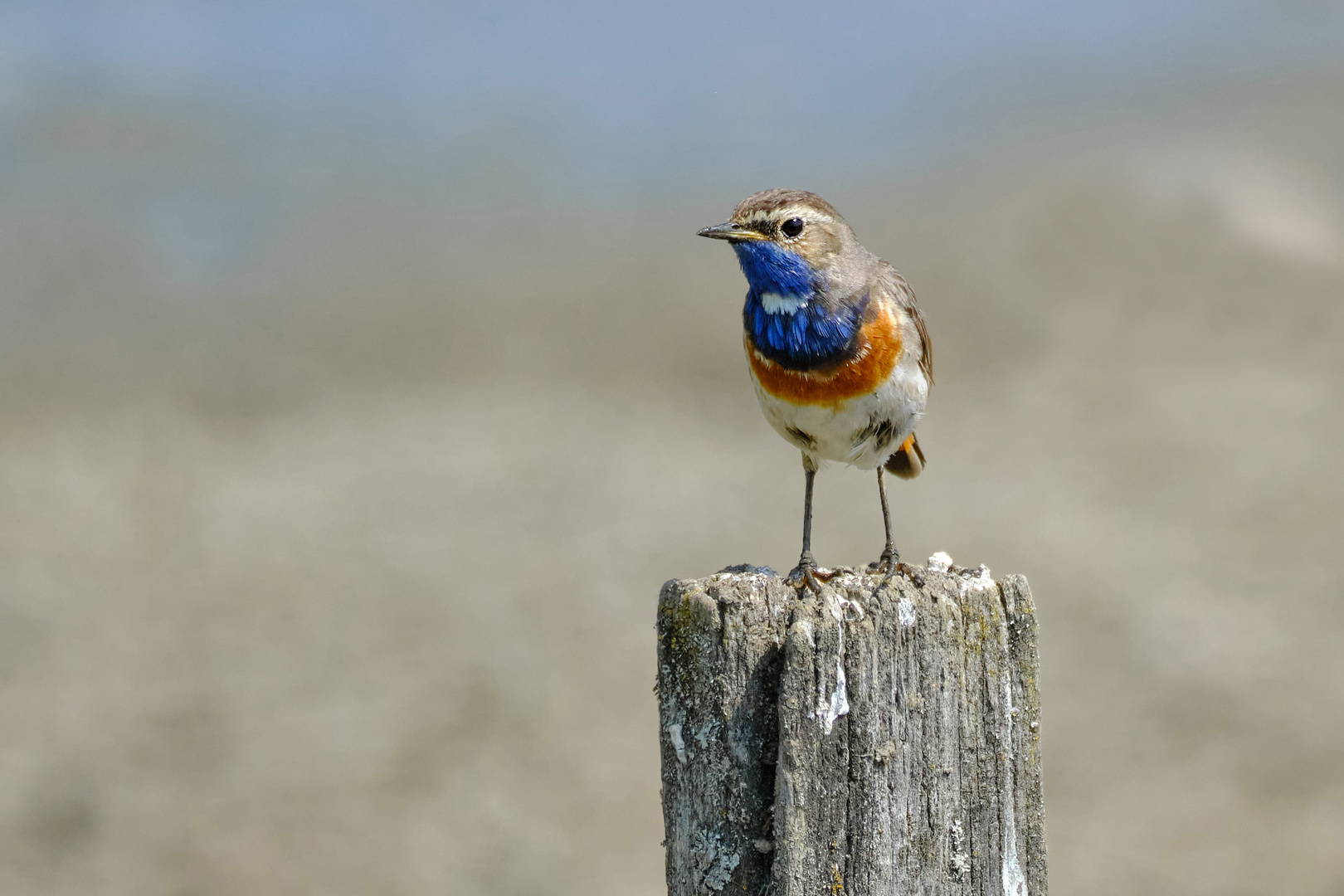 Blaukehlchen