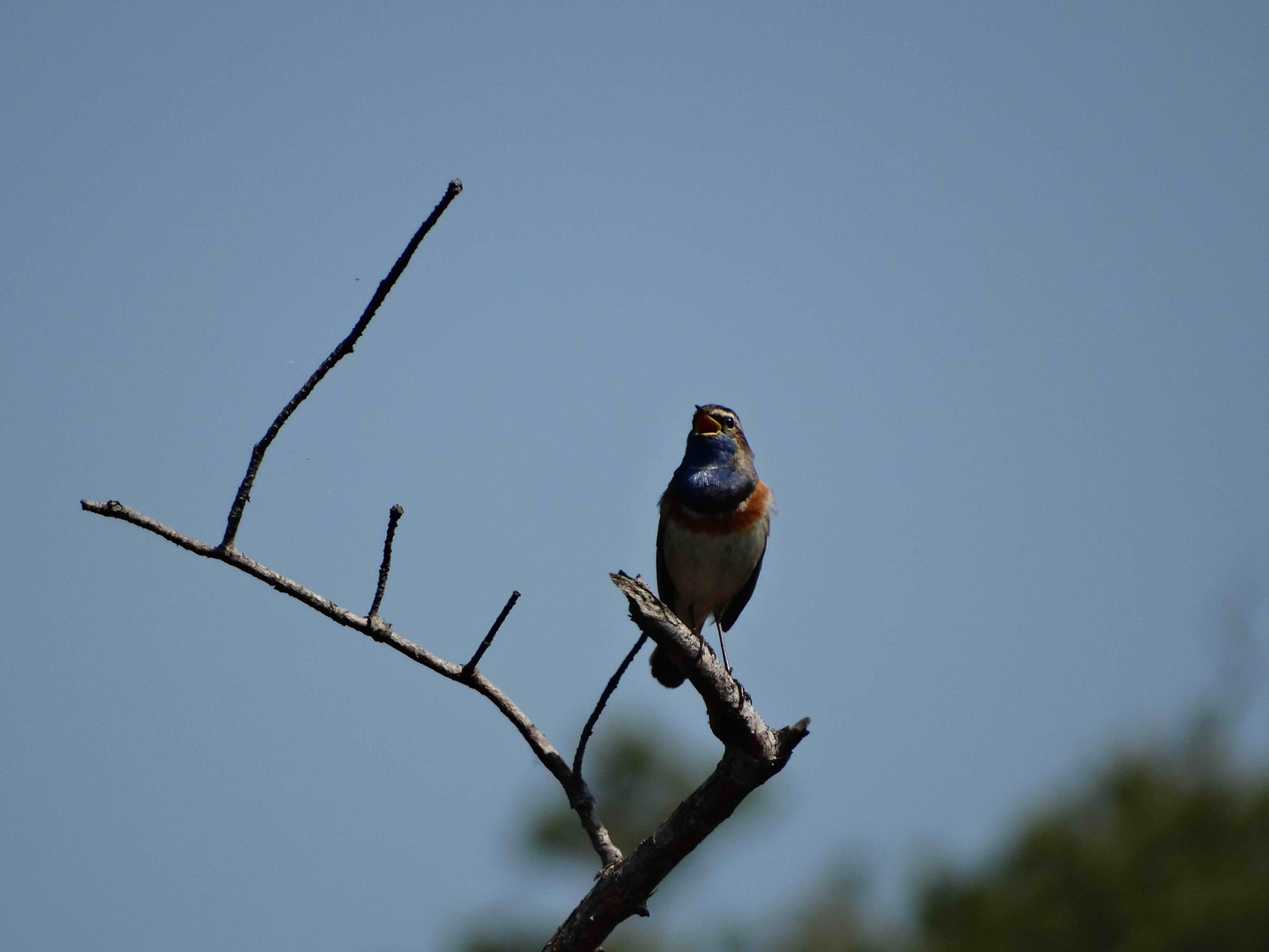 Blaukehlchen