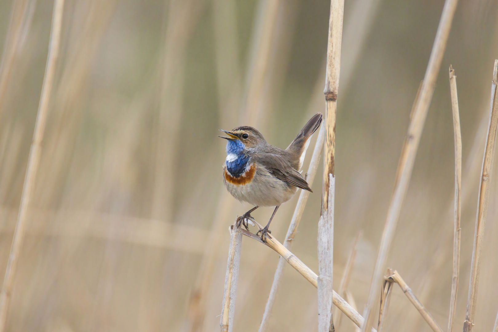 Blaukehlchen 