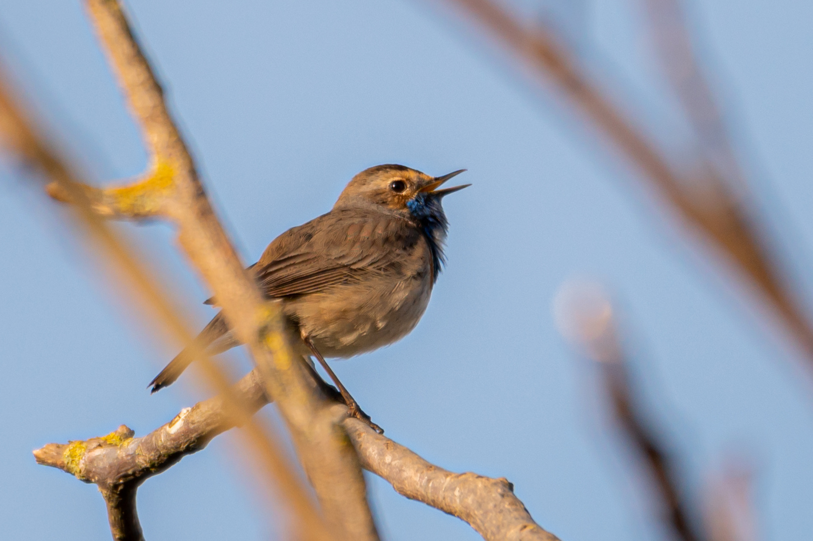 Blaukehlchen 15.04.23 