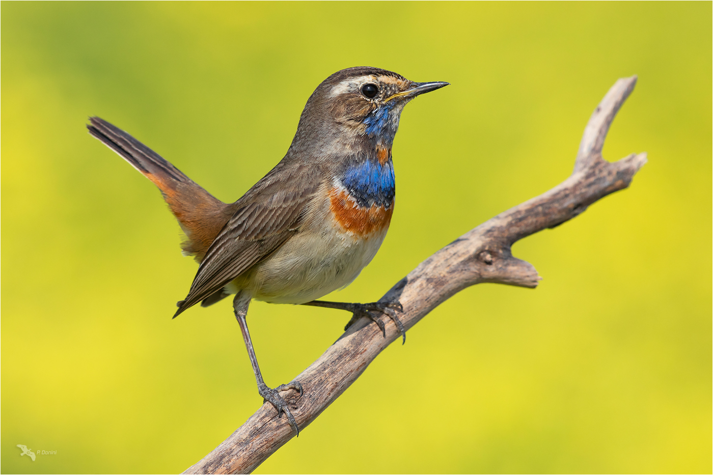 Blaukehlchen