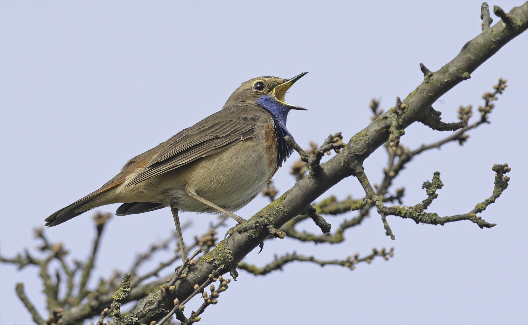 Blaukehlchen 