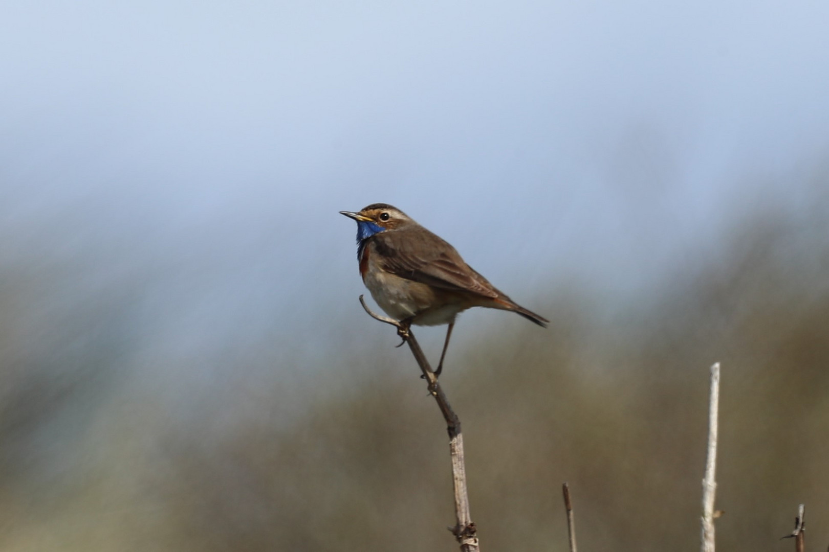 Blaukehlchen