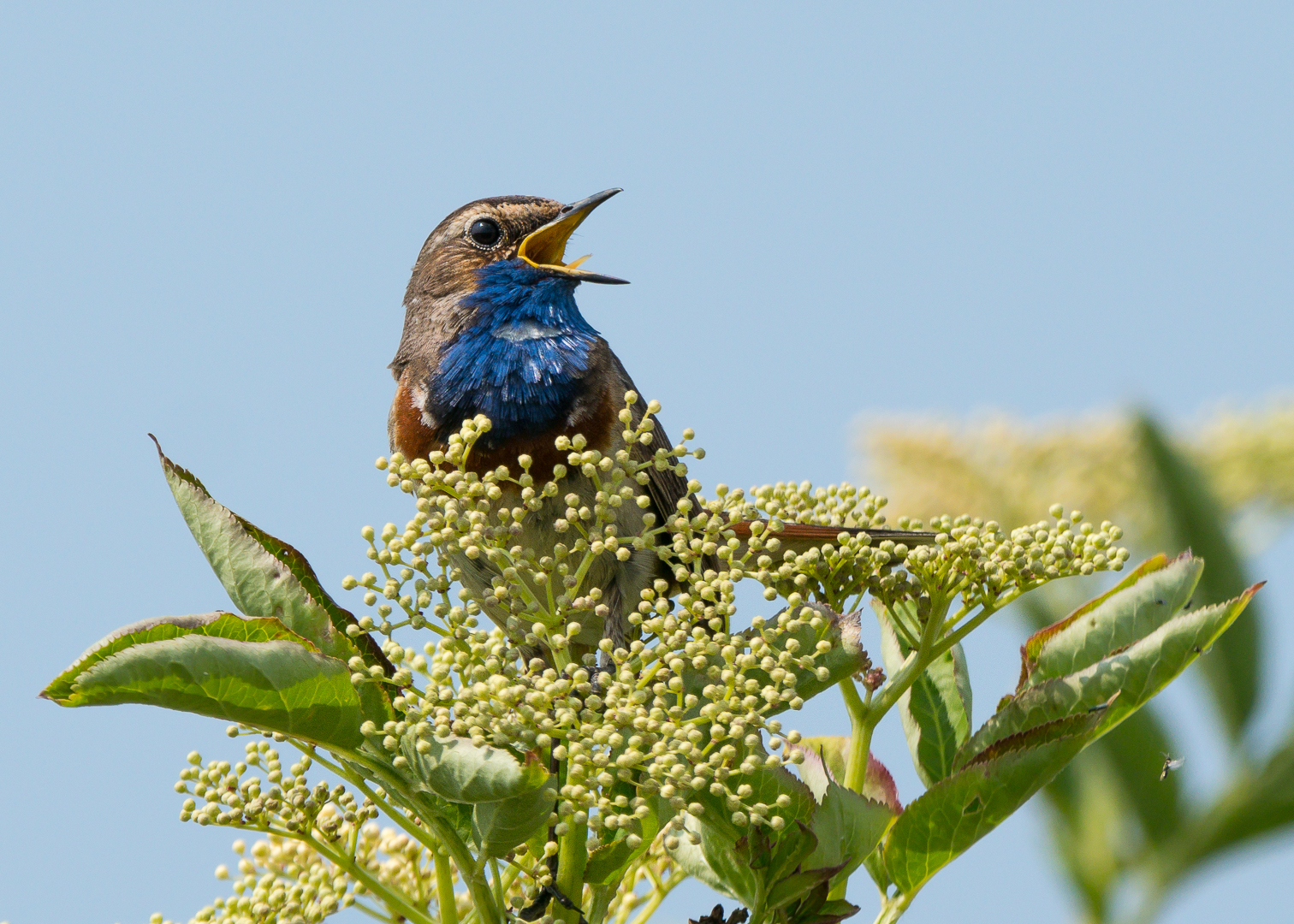 Blaukehlchen