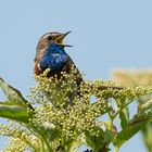 Blaukehlchen