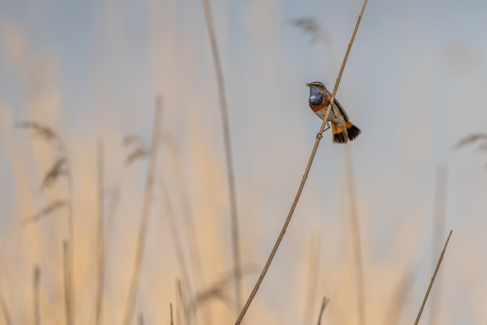 Blaukehlchen