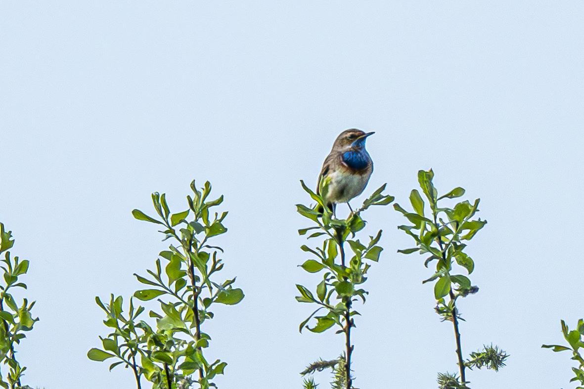 Blaukehlchen 