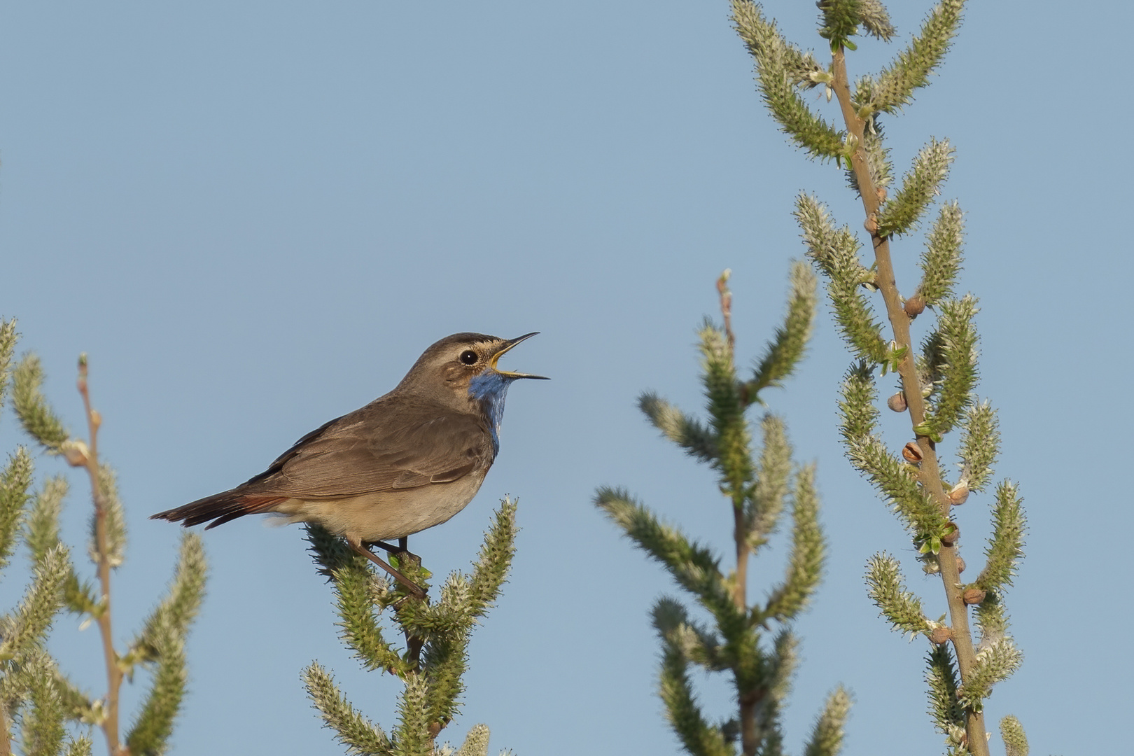 Blaukehlchen 