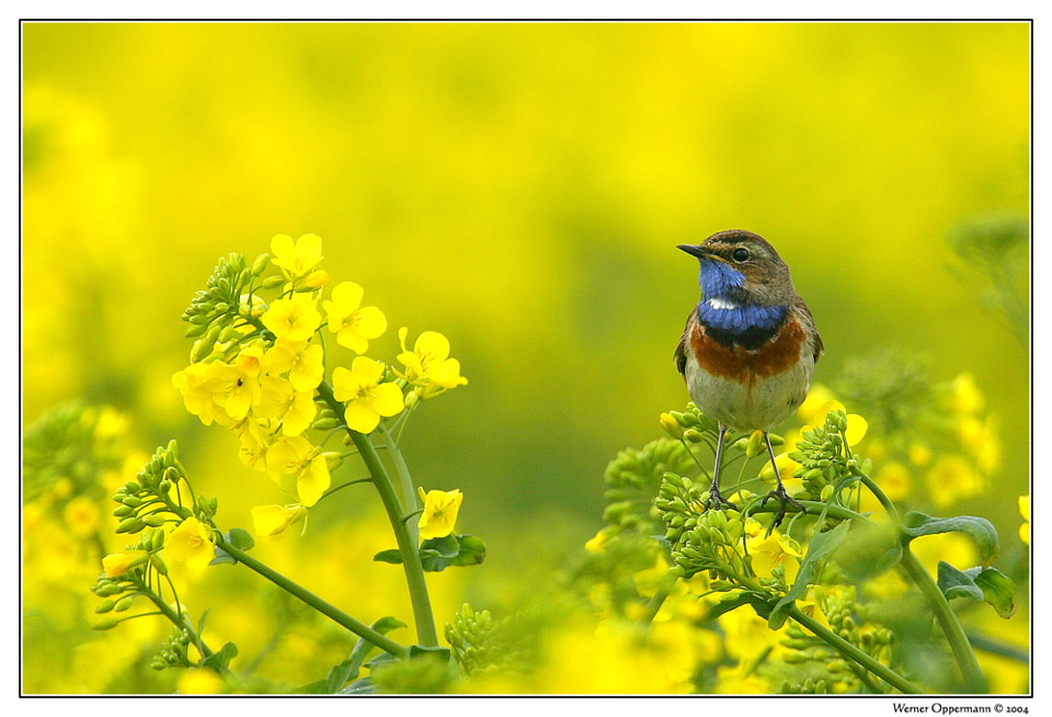 Blaukehlchen...