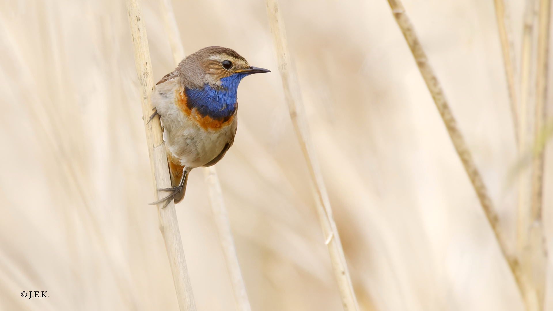 Blaukehlchen (2)