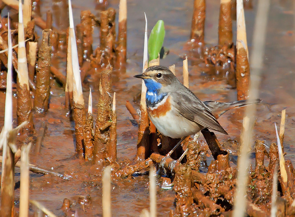 Blaukehlchen 2