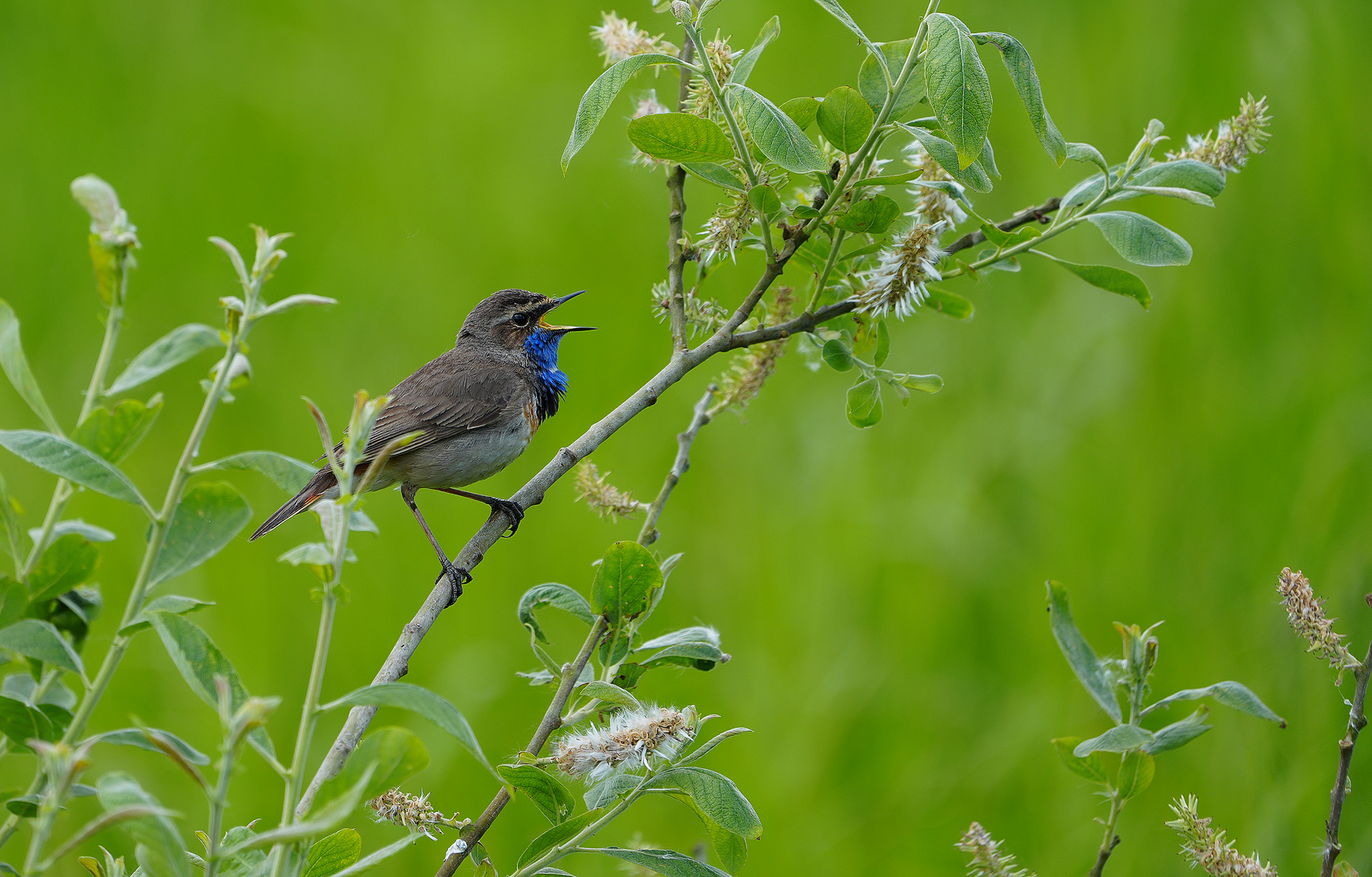 Blaukehlchen 2