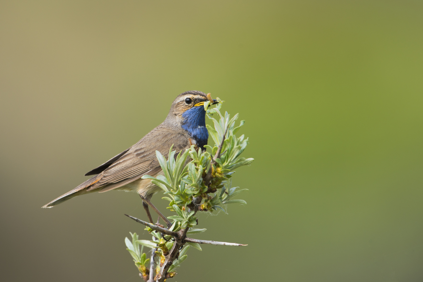 Blaukehlchen #2