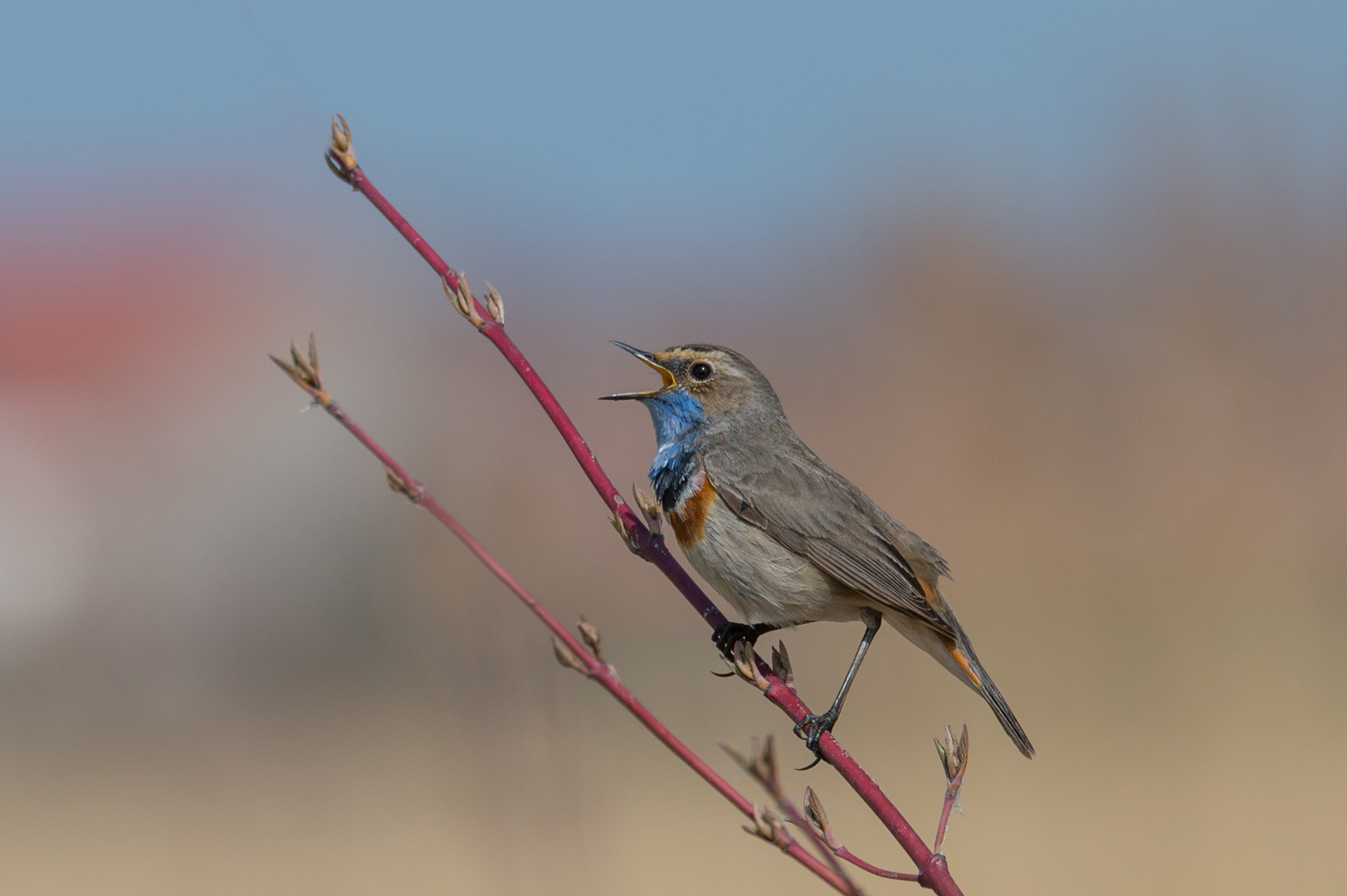 Blaukehlchen 2 am 21.03.2022