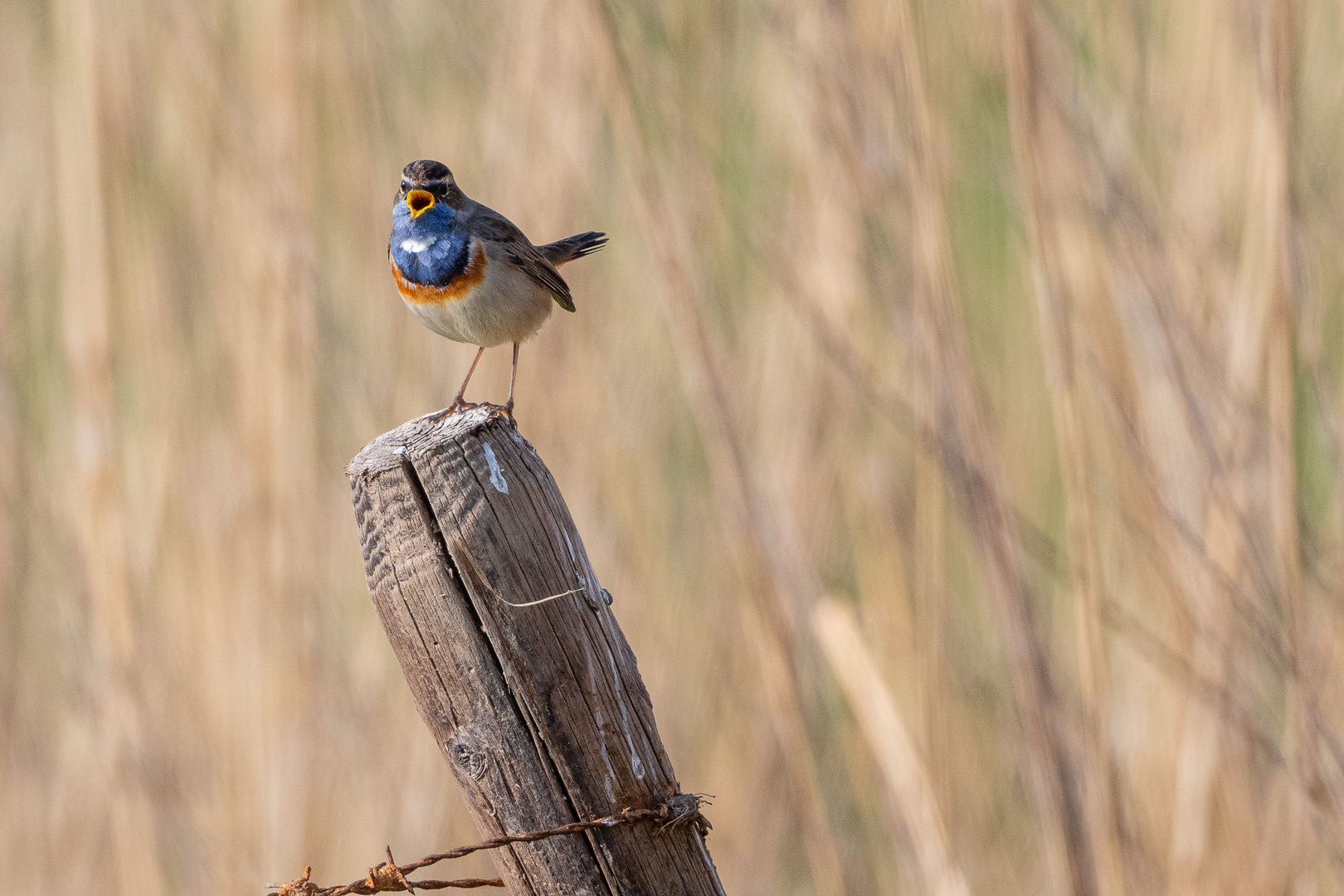 Blaukehlchen 2