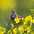 Blaukehlchen 2014