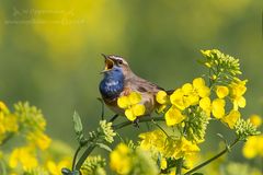 Blaukehlchen 2014