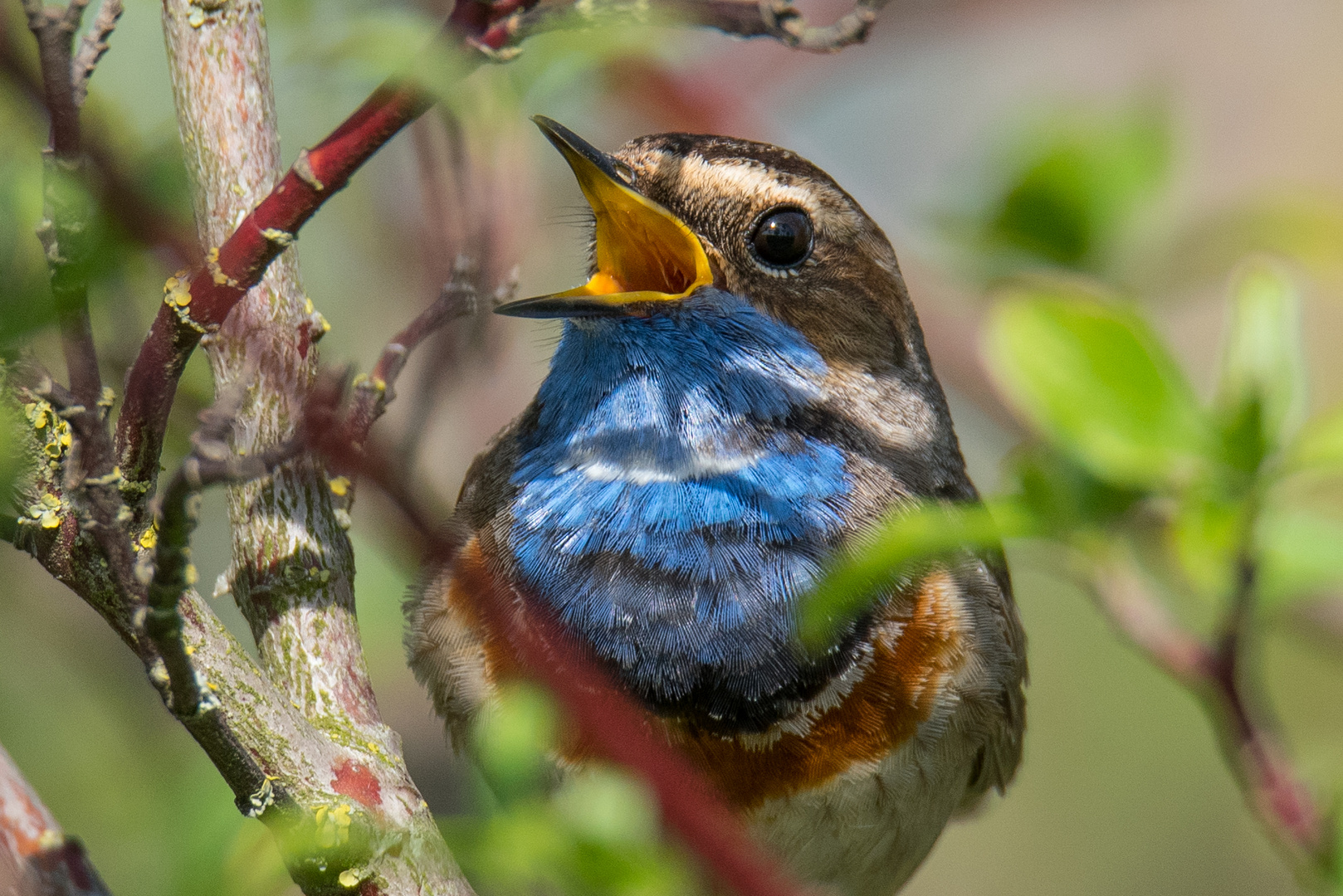 Blaukehlchen 2019 ganz nah