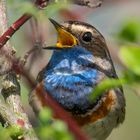 Blaukehlchen 2019 ganz nah