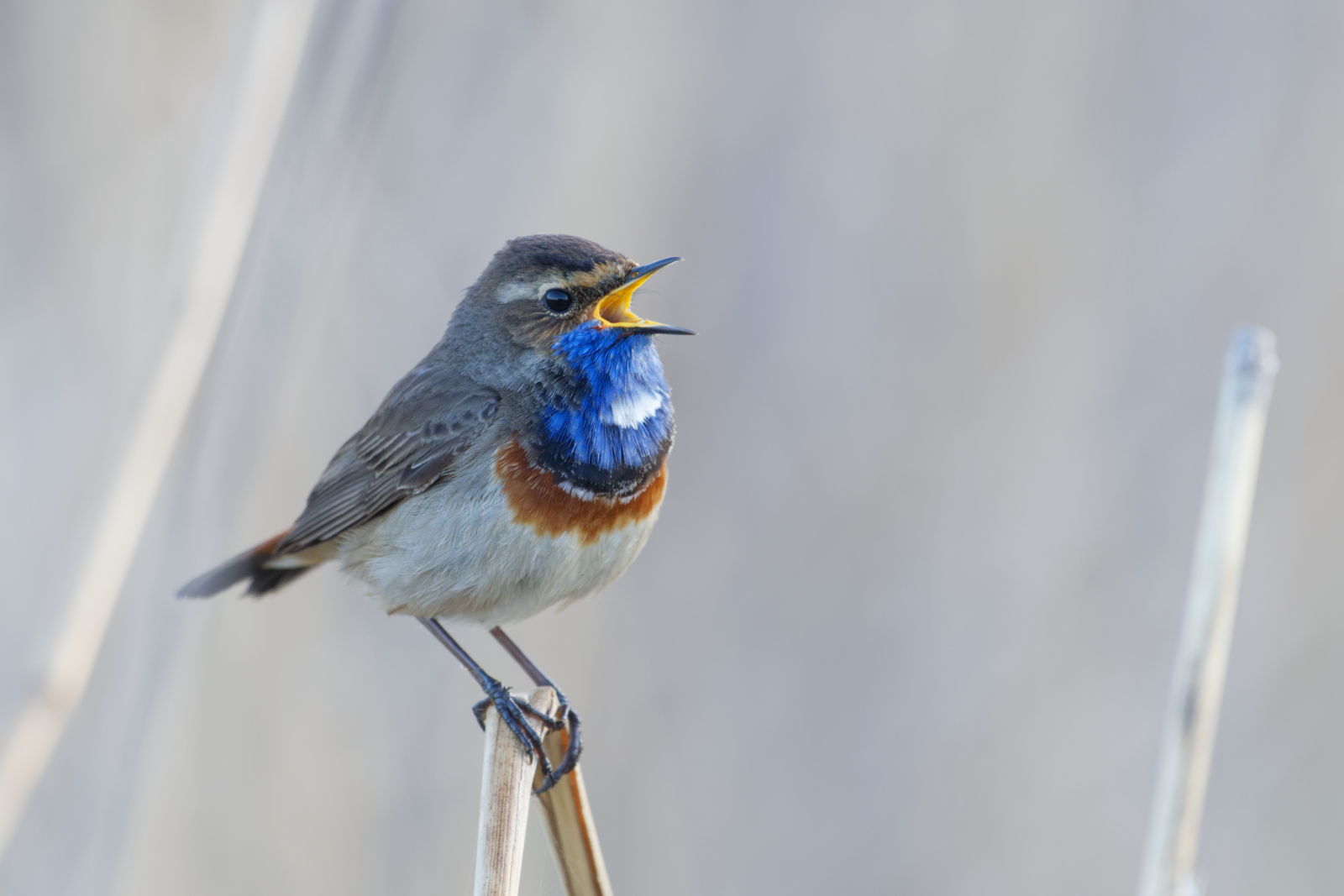 -   Blaukehlchen   -