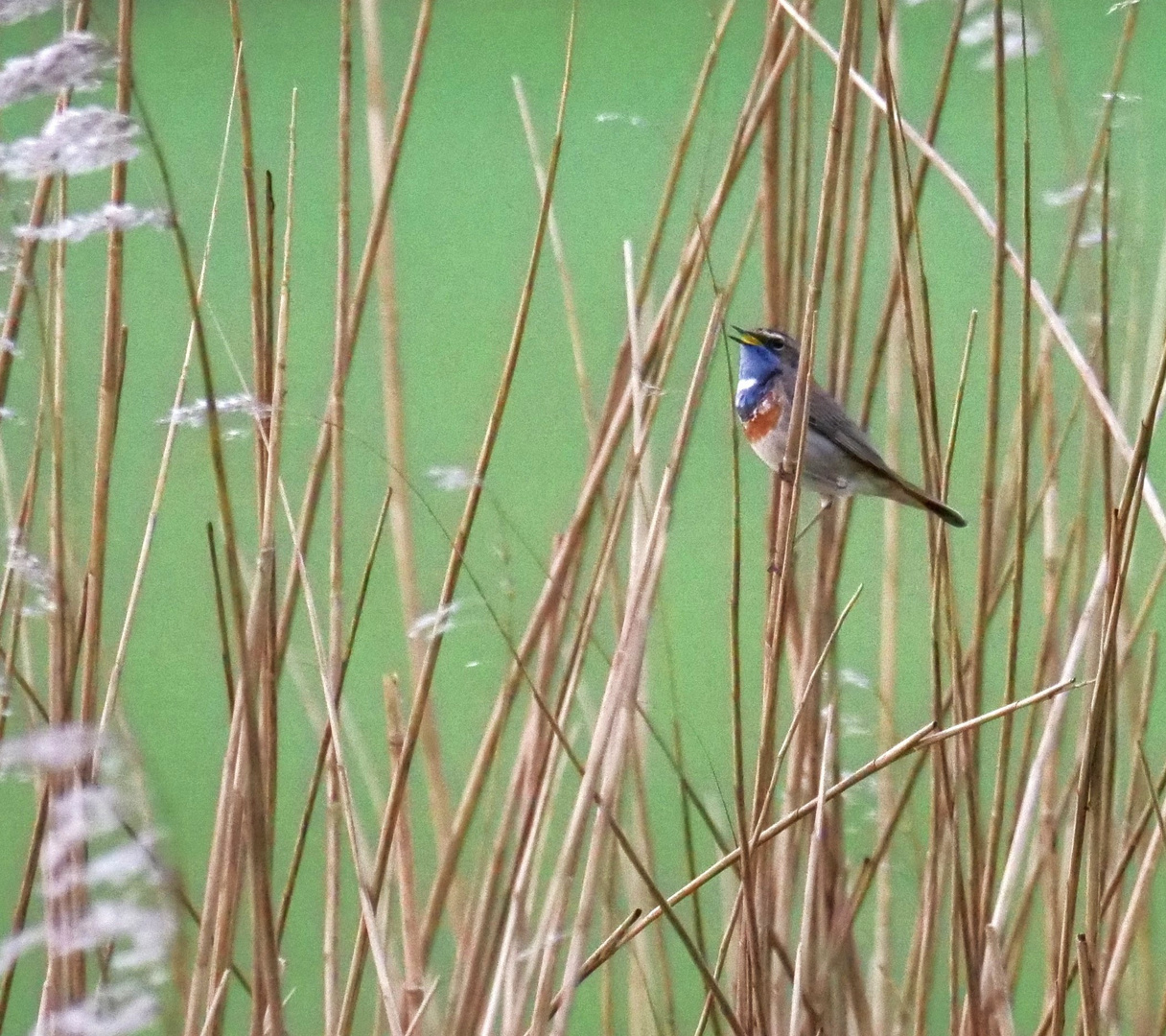 Blaukehlchen