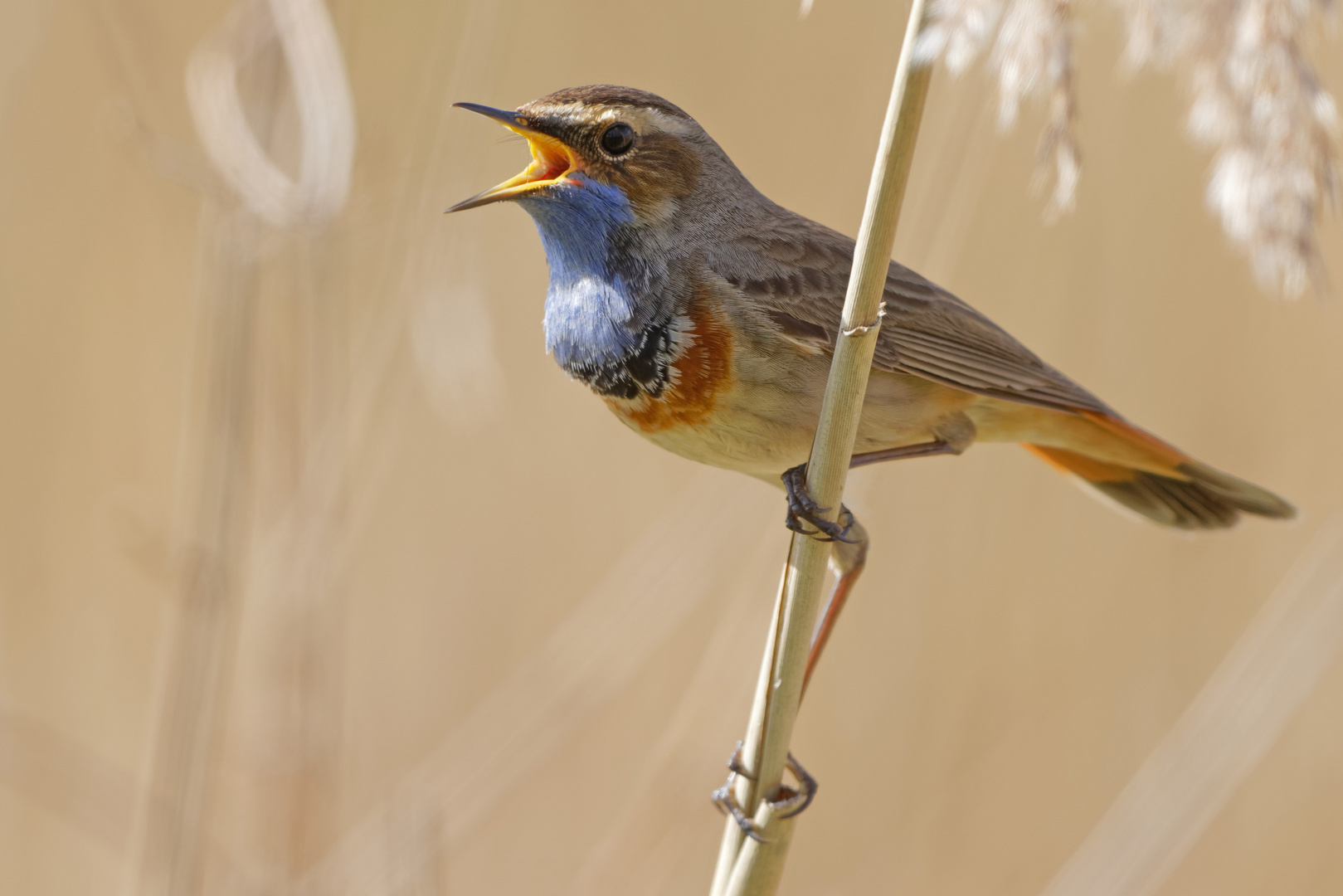 Blaukehlchen