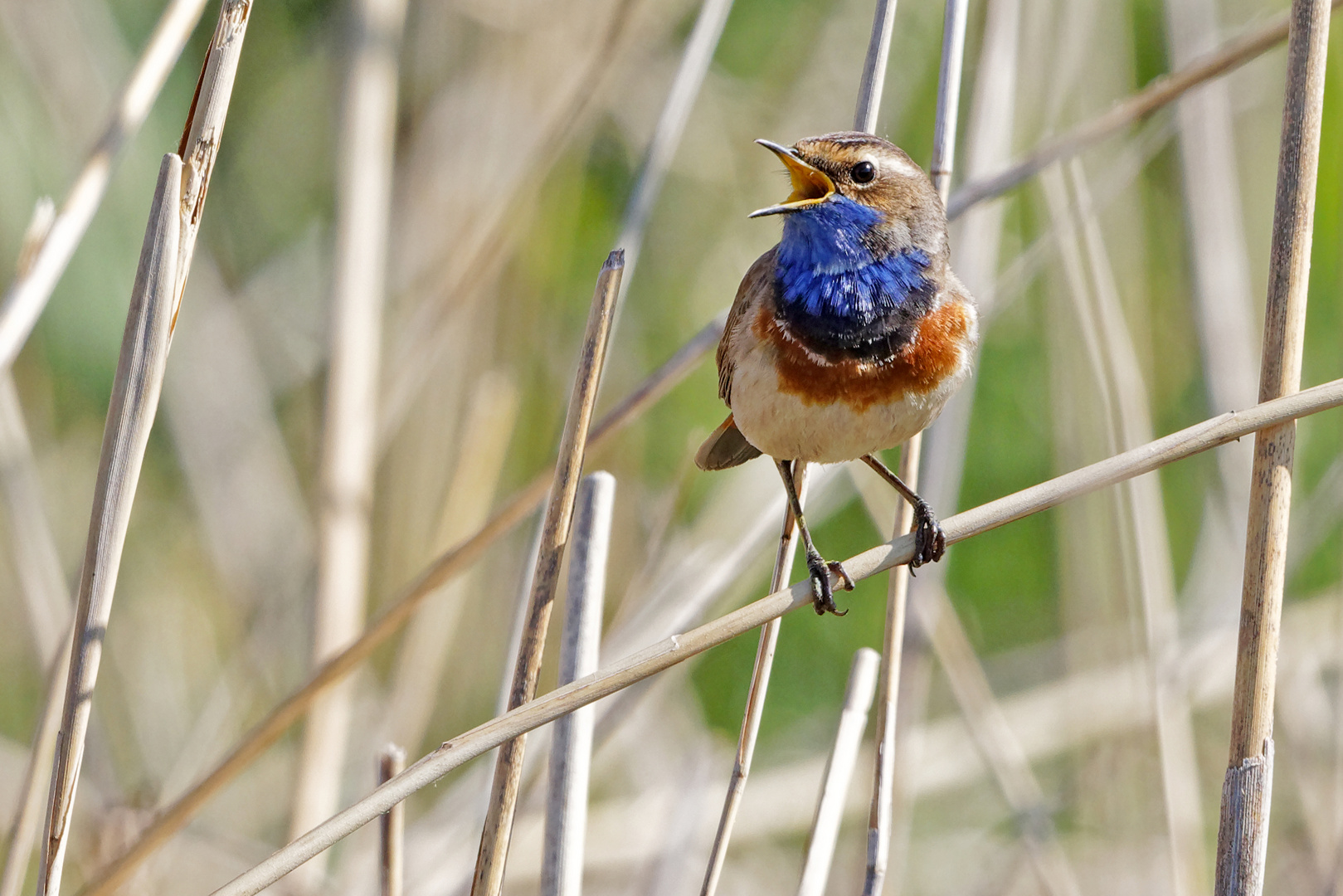 Blaukehlchen