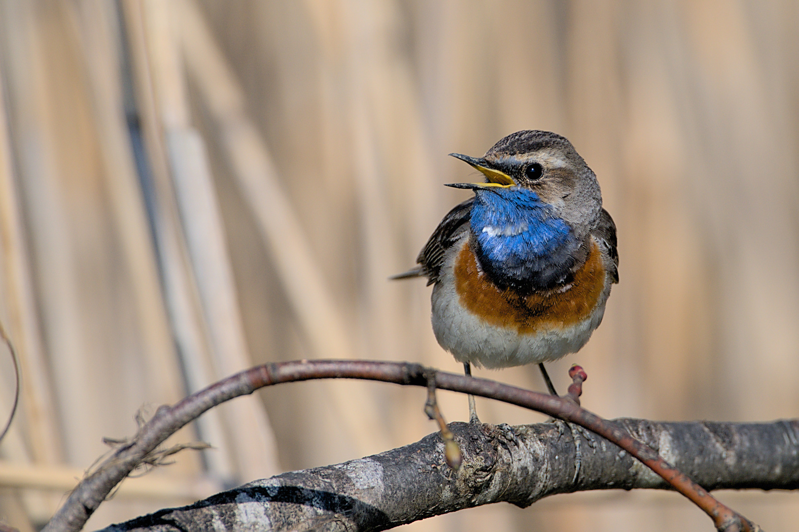 Blaukehlchen