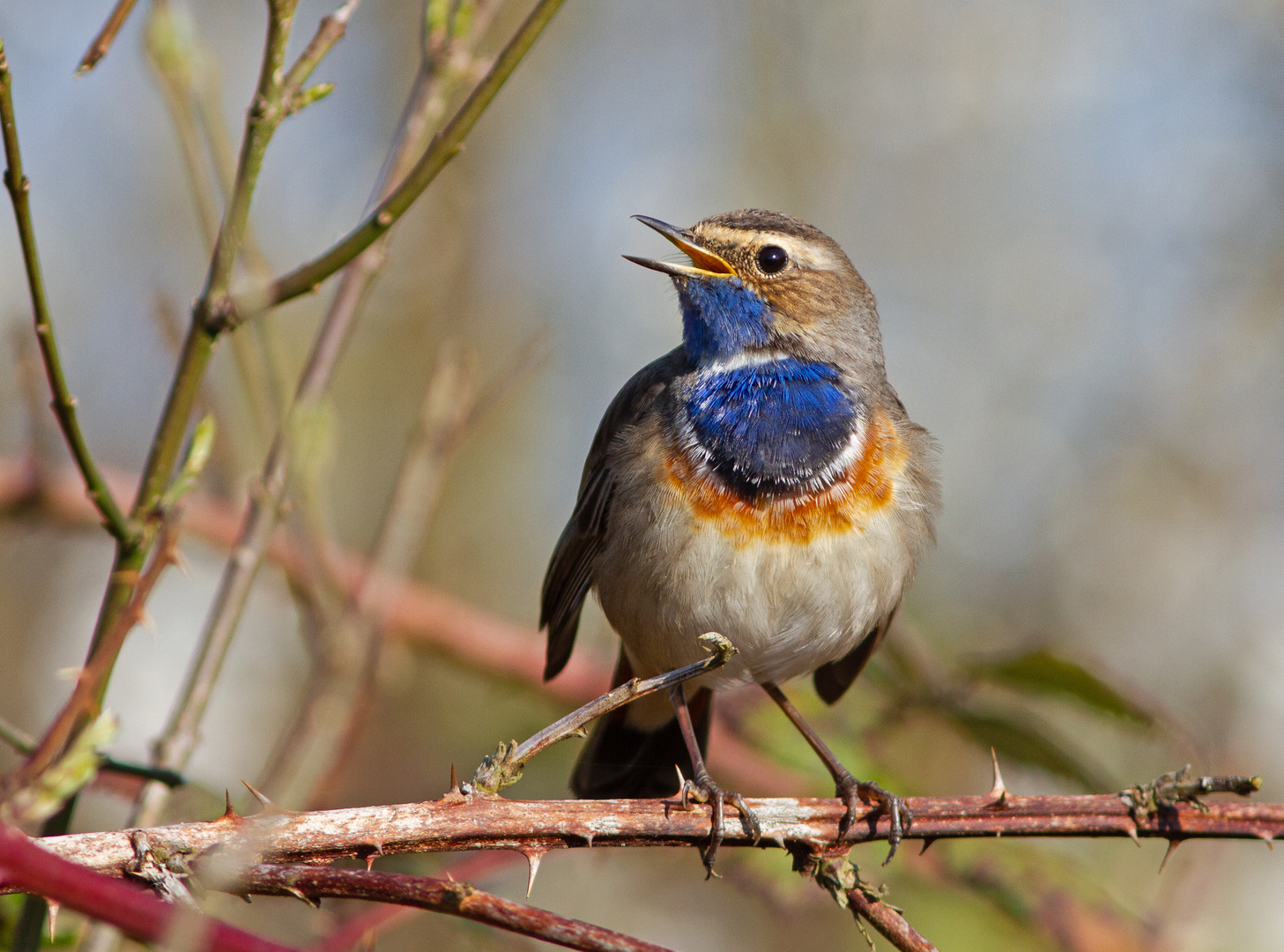 Blaukehlchen