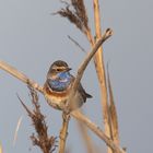 Blaukehlchen...