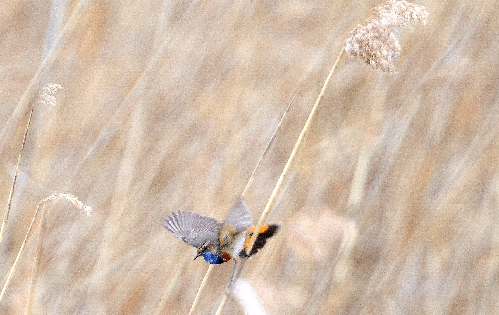 Blaukehlchen