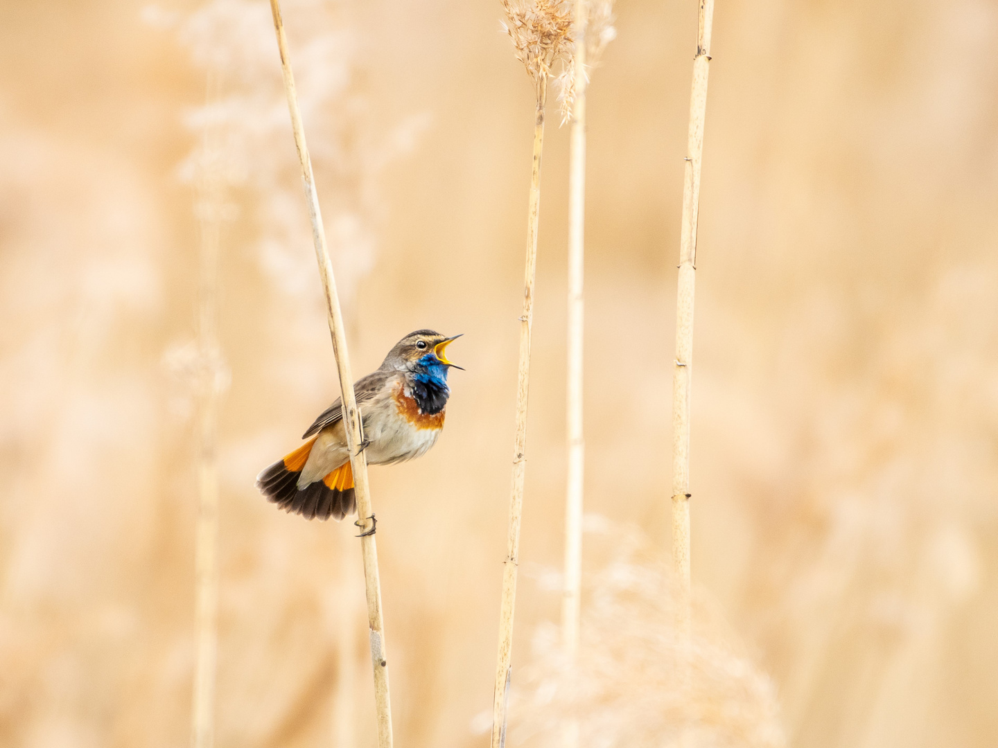 Blaukehlchen