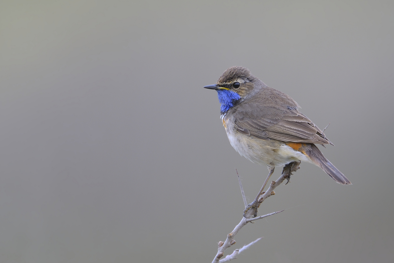 Blaukehlchen