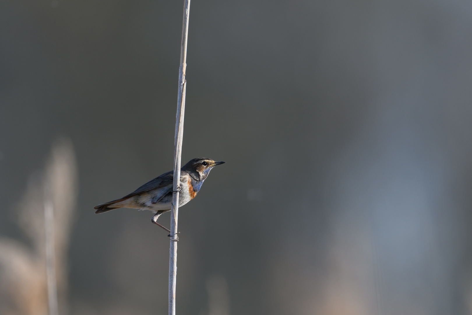 Blaukehlchen