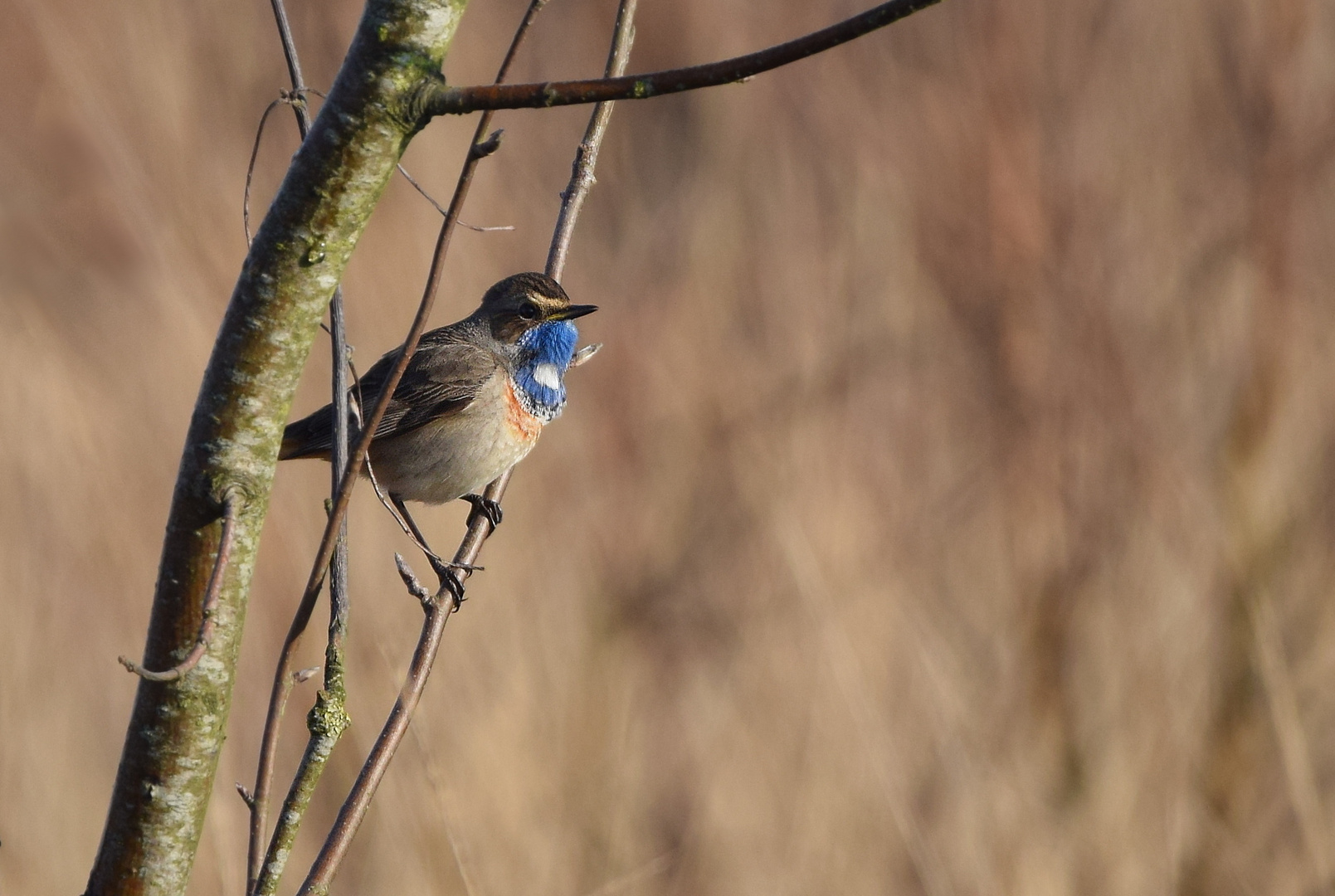 Blaukehlchen