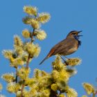 Blaukehlchen